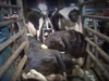 The dairy farm and the owner were fined $75,000 each after pleading guilty to the acts of animal cruelty recorded undercover.