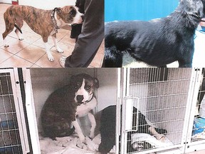 Photographs submitted as exhibits in a trial for Edmonton veterinarian Jun Yang, who faces animal abuse charges over allegations by his own staff about mistreatment of two dogs in his clinic.