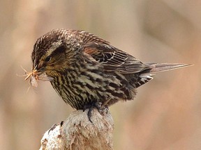 It's not black or red-winged, but this is a what a female red-winged blackbird looks like.
