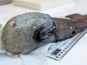 The faceless fish, which has only been recorded once before by the pioneering scientific crew of HMS Challenger off Papua New Guinea in 1873, is one of many species hauled up from the deep waters off Australia during a scientific voyage studying parts of the ocean never explored before.