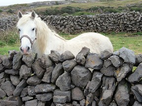 The Celts built their stone walls to offer protection to the soil and their grazing farm animals from the relentless Atlantic winds, but not to stop them. The walls have no mortar.