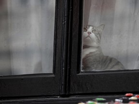 A cat peers from the Embassy Of Ecuador, where Wikileaks founder Julian Assange is ensconced, on May 19, 2017 in London, England.