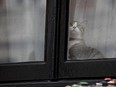 A cat peers from the Embassy Of Ecuador, where Wikileaks founder Julian Assange is ensconced, on May 19, 2017 in London, England.