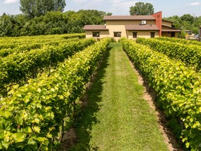 The vineyards of Vignoble le Mernois, in St. Thomas-de-Joilette.