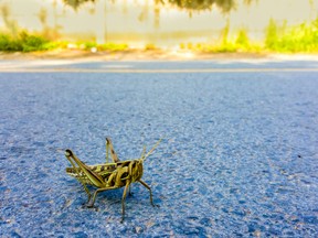 A Bombay Locust, Nomadacris succincta.