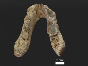 This is the lower jaw of the 7.175 million year old Graecopithecus freybergi (El Graeco) from Pyrgos Vassilissis, Greece (today in metropolitan Athens).