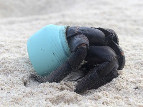 In this 2015 photo provided by Jennifer Lavers, a crab uses as shelter a piece of plastic debris on the beach on Henderson Island.