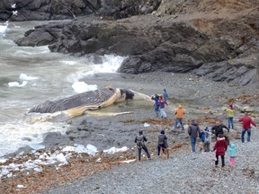 A dead whale is shown washed up on shore in Outer Cove, N.L. on Monday, May 22, 2017.