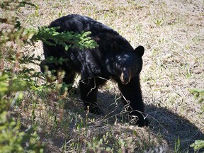 An American black bear in Jasper National Park.