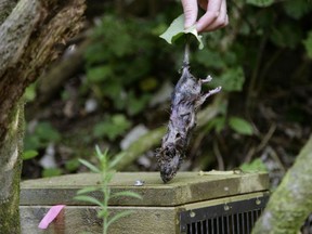 The remains of a rat is held by Polhill Reserve volunteer Sean Martin in central Wellington, New Zealand. People across New Zealand are embracing an environmental goal so ambitious it's been compared to putting a man on the moon: ridding the entire nation of every last stoat, possum and rat. The idea is to give a second chance to the unusual birds that ruled this South Pacific nation before humans arrived 800 years ago. The goal has been embraced by many scientists and environmentalists, although even its strongest supporters acknowledge it will require scientific breakthroughs to work.