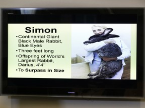 Attorney Guy Cook looks at a photo of Simon, a giant rabbit that died after flying from the United Kingdom to Chicago, during a news conference, Monday in Des Moines, Iowa.