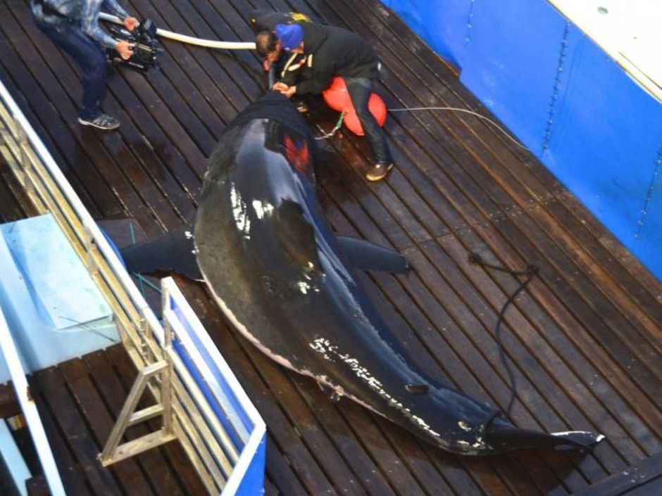 Dentally challenged great white shark greets divers