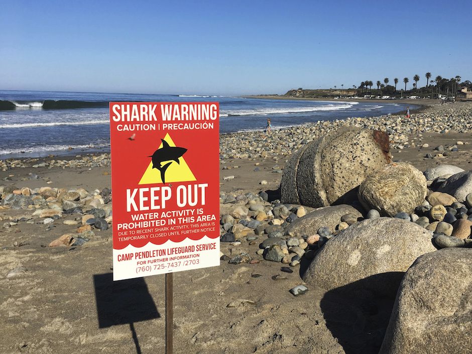 Great white shark stuns onlookers before washing up dead on N.S. beach -  Halifax