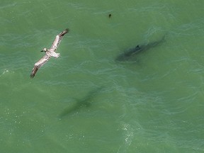 A bird flies over a shark swimming in the water off Capo Beach in Dana Point, Calif., Thursday, May 11, 2017. Advisories were posted for beaches up and down Southern California after shark sightings this week.