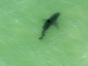 A shark swims in the water off Capo Beach in Dana Point, Calif., Thursday, May 11, 2017. Advisories were posted for beaches up and down Southern California after shark sightings this week.