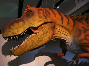 A T. Rex casts a large shadow in the first exhibit, World's Giant Dinosaurs, at the expanded Alloway Hall at the Manitoba Museum in Winnipeg on Thurs., May 18, 2017.
