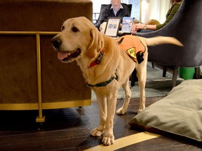 At the Kimpton Hotel Palomar Philadelphia, staff work with a non-profit organization to bring in shelter animals to cuddle with guests, with some even finding a new permanent home with travellers.