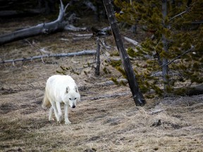 A rare white wolf walks in Yellowstone National Park, Wyoming, similar to the one found shot on April 11, 2017.