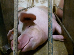 In 2013, Mercy for Animals said undercover video footage showed forms of abuse at two factory farms in Alberta
