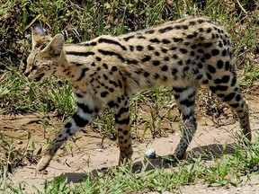 A file photo of the African serval cat