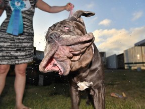 Martha, a Neapolitan Mastiff, shakes water off her head after winning this year's World's Ugliest Dog Competition in Petaluma, California on June 23, 2017. The winner of the competition is awarded $1500, a trophy, and is flown to New York for media appearances.