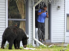 Smith Savelio takes a photo from his doorway of a black bear that was in his front yard in Anchorage, Alaska, on Thursday, June 22, 2017. A black bear has been seen for days raiding trash cans in the east Anchorage neighborhood. (AP Photo/Mark Thiessen)