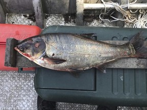 In a June 22, 2017 photo provided by the Illinois Department of Natural Resources shows a silver carp that was caught in the Illinois Waterway below T.J. O'Brien Lock and Dam, approximately nine miles away from Lake Michigan. This is the first time a silver carp has been found above the U.S. Army Corps of Engineers' electric dispersal barriers. The silver carp was 28 inches in length and weighed approximately 8 pounds. The fish has been sent to Southern Illinois University for additional analysis. (Illinois Department of Natural Resources via AP)