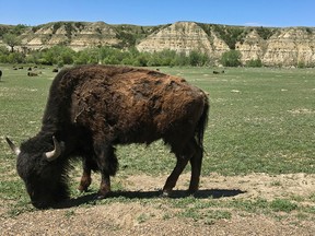 A new self-guided tour across 10 sites in the western Dakotas tells the story of the Bison's last stand against near extinction.