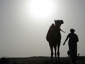 Around 12,000 camels and sheep have become the latest victims of the Gulf diplomatic crisis, being forced to trek back to Qatar from Saudi Arabia, a newspaper reported Tuesday