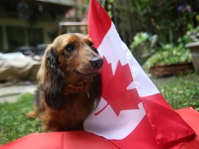 A Dachshund dog, Fritz is excited to celebrate Canada 150 on Saturday