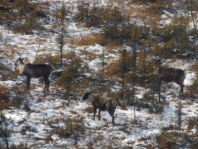 The Val d’Or caribou herd.