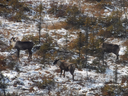 The Val d’Or caribou herd.