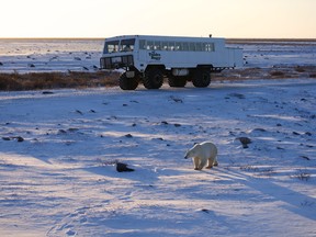 Polar bears are a common sight in the Churchill, Man. tundra