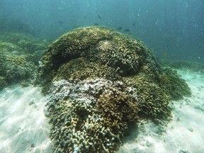About three-quarters of the world's delicate coral reefs were damaged or killed by hot water in what scientists say was the largest coral catastrophe in severity, time and amount of area affected. (AP Photo/Caleb Jones, File)