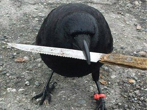 Facebook image of Canuck the crow holding a knife.