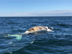 Researchers check out a dead right whale in the Gulf of St.Lawrence in a handout photo.