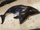 Scientists say there have only been nine recorded instances of conjoined twins among cetaceans. 