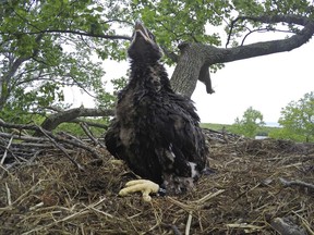 This 2017 photo provided by the Connecticut Department of Energy and Environmental Protection shows a baby bald eagle in a nest in a tree in Columbia, Conn. Independence Day traditions in the small Connecticut town are clashing with an effort to protect an iconic symbol of the nation. Authorities are asking residents to forgo shooting off fireworks for the sake of a family of bald eagles. (Brian Hess/CT Deep via AP)