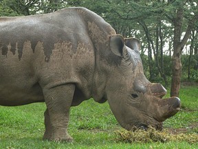 The only remaining male northern-white Rhino on the planet, 'sudan' at the ol-Pejeta sanctuary in Kenya's Mt. Kenya region (approximately 250 kilometres) north of the capital, Nairobi.