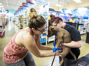Marisabel Romo, 21, outfits her 2-month-old puppy Arrow with elastic booties at a PetSmart in Tempe, Ariz. on Tuesday, June 20, 2017. Phoenix radio station KSLX handed out the protective coverings to protect dogs' paws from the hot pavement, as temperatures in Phoenix are forecasted to hit 120 degrees. (AP Photo/Angie Wang)