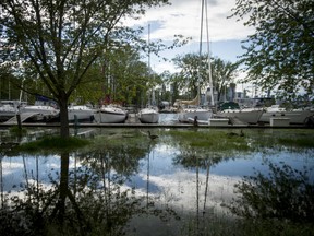 Canada Geese wade in the flood waters on Wards Island in Toronto.  The flooded island won't reopen until the end of summer after today's flood watch