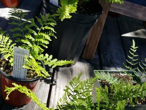 In this May 21, 2017 photo, there were many interesting ferns on offer, including varieties with red-violet or ebony stems, frothy green leaves, and other unusual characteristics that made them compelling choices for fern collectors and other avid gardeners at the Atlantic Canada Rare & Unusual Plant Sale in Annapolis Royal, Nova Scotia. (Kim Cook via AP)