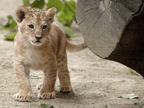 A Barbary lion baby explores the enclosure at the zoo in Neuwied, Germany, Monday, June 26, 2017.  (Thomas Frey/dpa via AP)