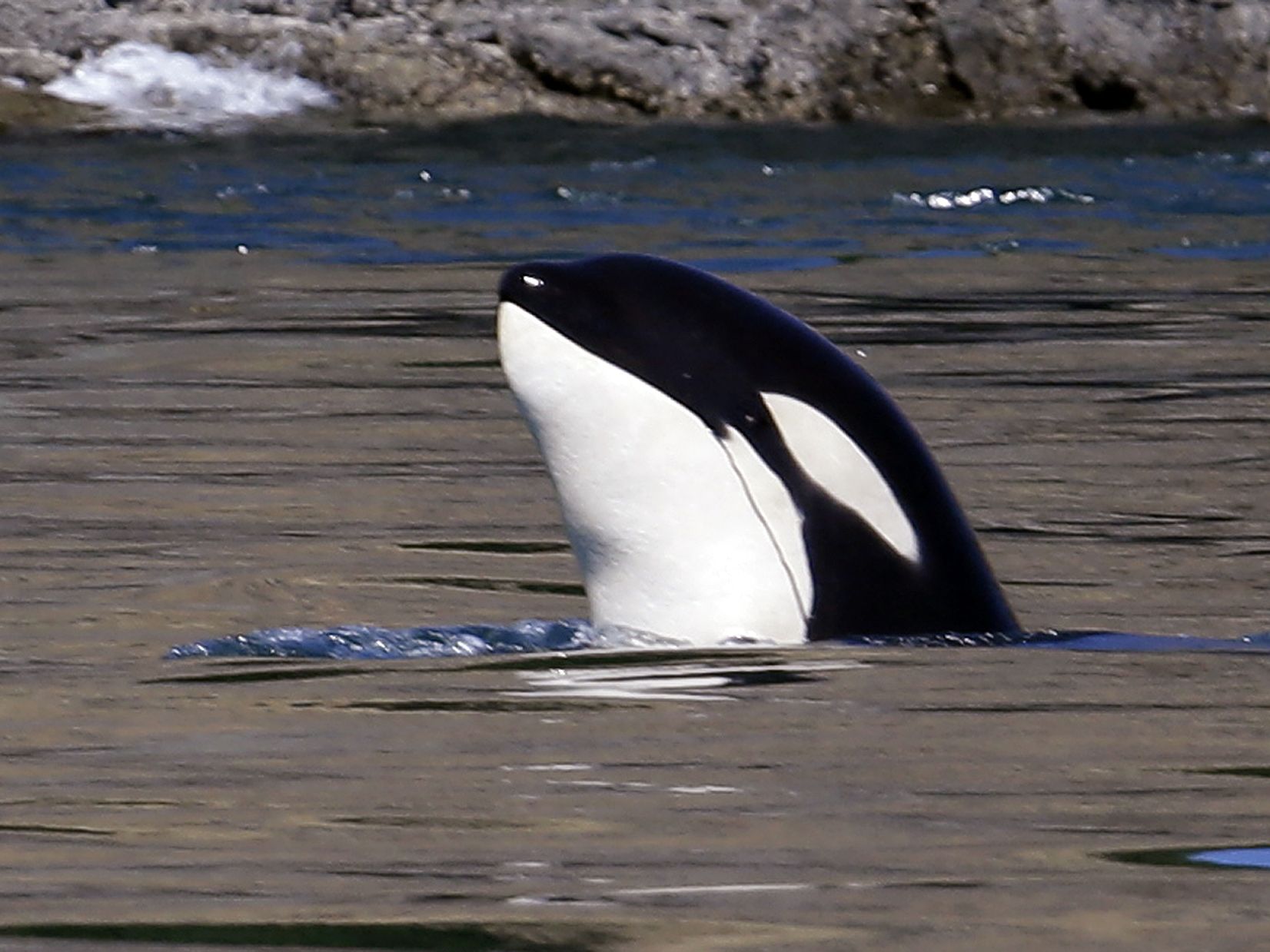 Gangs of aggressive killer whales are shaking down Alaska fishing