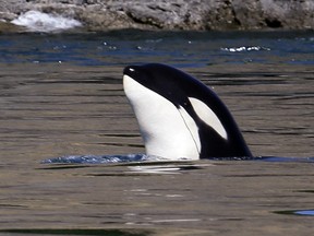 A 2015 photo of an orca in the Salish Sea near Washington State's San Juan Islands. The Alaskan cousins of this whale are being blamed for a wave of harassment against halibut and cod fishers.
