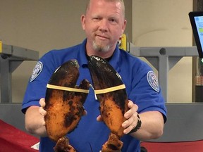 This Sunday, June 26, 2017, photo provided by Transportation Security Administration (TSA) shows a TSA agent holding a live lobster that weighs roughly 20 pounds at Boston's Logan International Airport. TSA spokesman Michael McCarthy said Monday, June 26, that the lobster found Sunday in the passenger's checked luggage at the airport's Terminal C is the "largest" he'd ever seen. (Transportation Security Administration via AP)