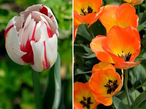 On the left, what the Canada 150 tulip is supposed to look like. Right, the orange tulips that came up in Ontarian Jane Antoniak's garden instead.