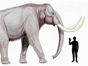 A drawing of a steppe mammoth.