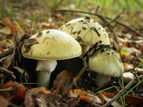 The 'death cap' mushroom