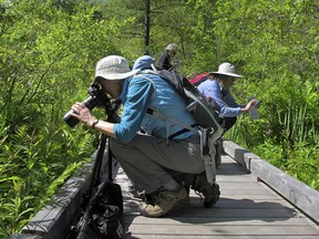 In this Thursday, June 22, 2017 photo, visitors photograph rare wild pink and white showy lady's slippers orchids in bloom at the Eshqua Bog in Hartland, Vt. (AP Photo/Lisa Rathke)